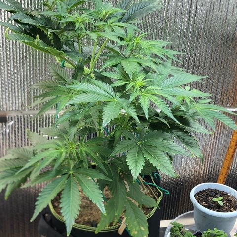Bruce Banner auto 💪💚🌳👒🦚 growlog timeline photo