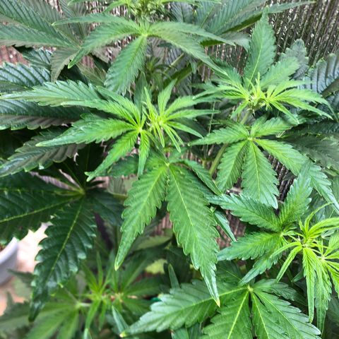 Bruce Banner auto 💪💚🌳👒🦚 growlog timeline photo