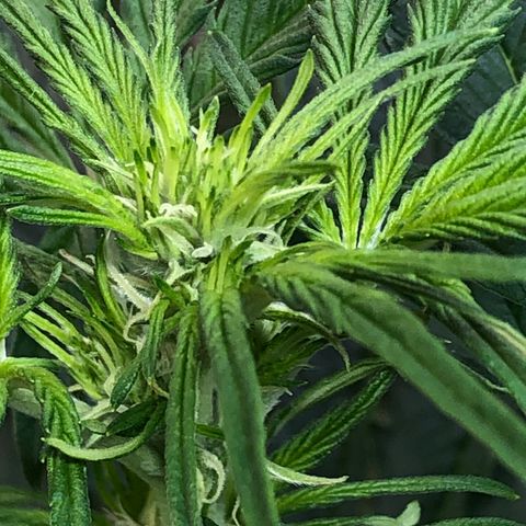 Bruce Banner auto 💪💚🌳👒🦚 growlog timeline photo