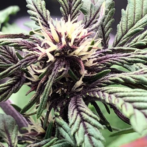 Pink kush CBD auto 🌸💞🌷🐷👙🦩 growlog timeline photo