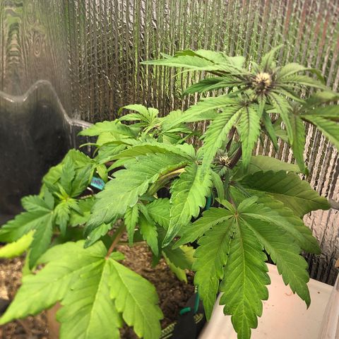 Pink kush CBD auto 🌸💞🌷🐷👙🦩 growlog timeline photo