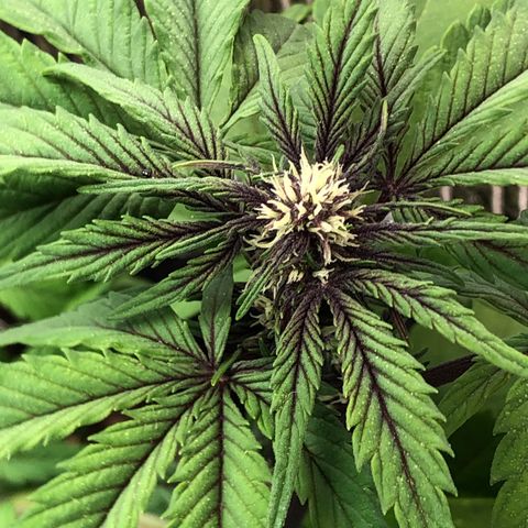 Pink kush CBD auto 🌸💞🌷🐷👙🦩 growlog timeline photo