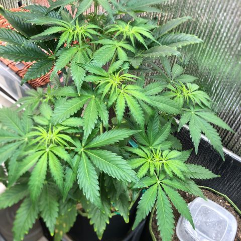 Bruce Banner auto 💪💚🌳👒🦚 growlog timeline photo