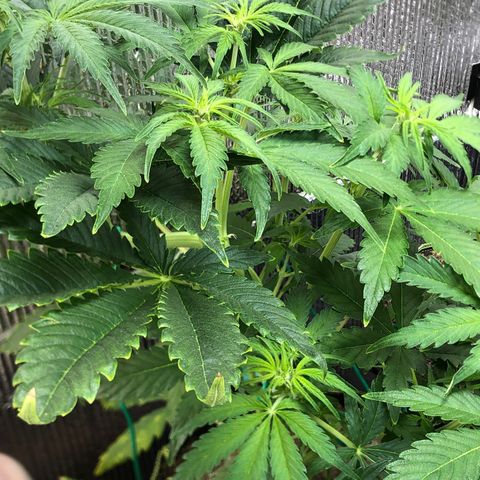 Bruce Banner auto 💪💚🌳👒🦚 growlog timeline photo