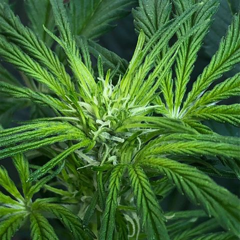 Bruce Banner auto 💪💚🌳👒🦚 growlog timeline photo