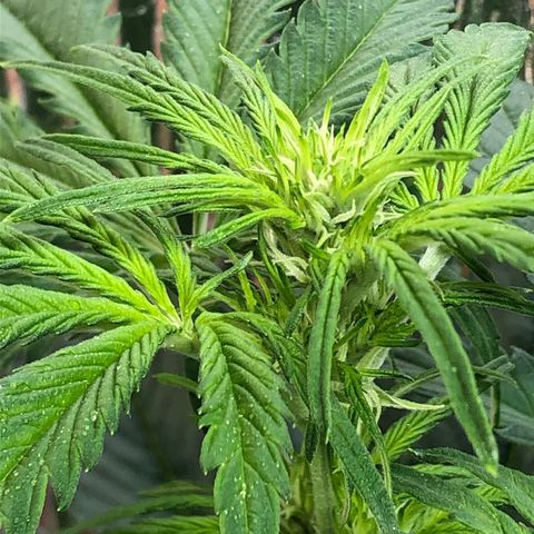 Bruce Banner auto 💪💚🌳👒🦚 growlog timeline photo
