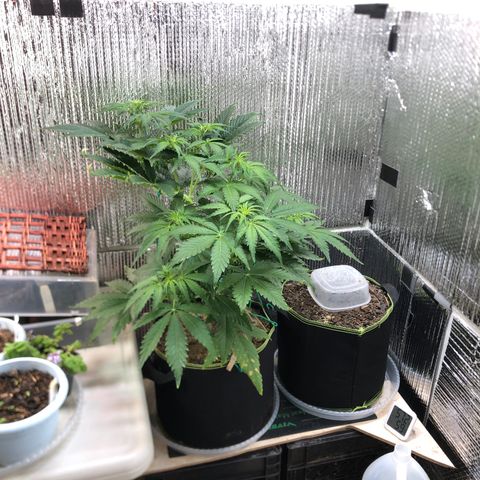 Bruce Banner auto 💪💚🌳👒🦚 growlog timeline photo