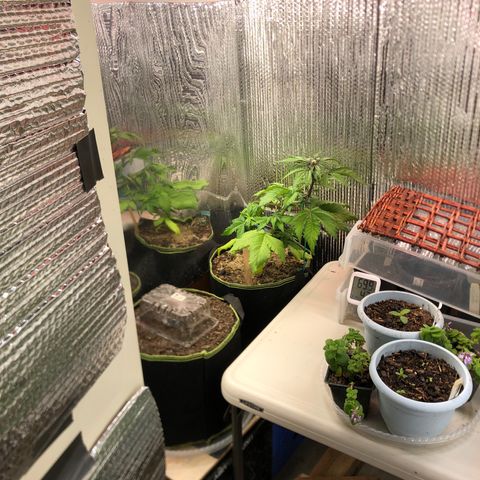 Bruce Banner auto 💪💚🌳👒🦚 growlog timeline photo