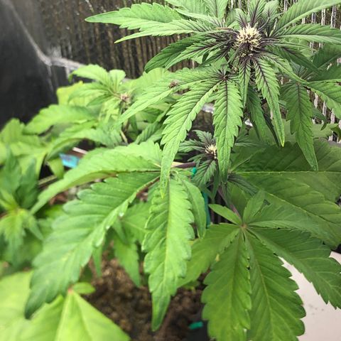 Pink kush CBD auto 🌸💞🌷🐷👙🦩 growlog timeline photo