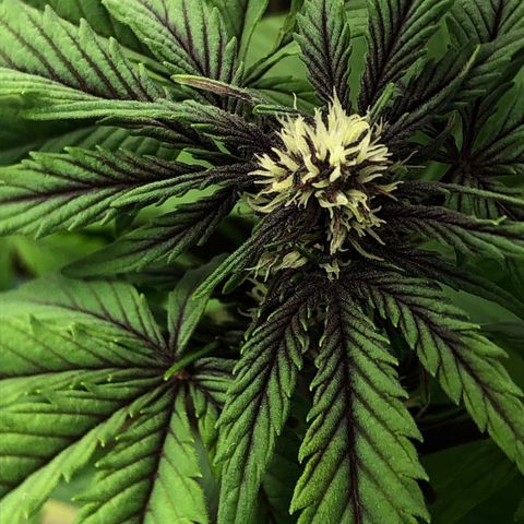 Pink kush CBD auto 🌸💞🌷🐷👙🦩 growlog timeline photo