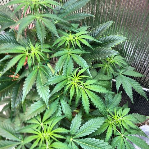 Bruce Banner auto 💪💚🌳👒🦚 growlog timeline photo