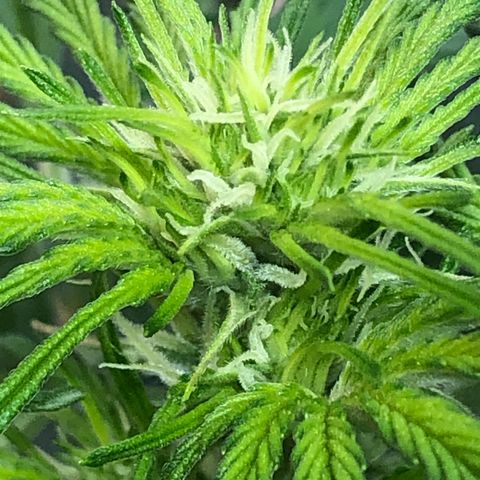 Bruce Banner auto 💪💚🌳👒🦚 growlog timeline photo