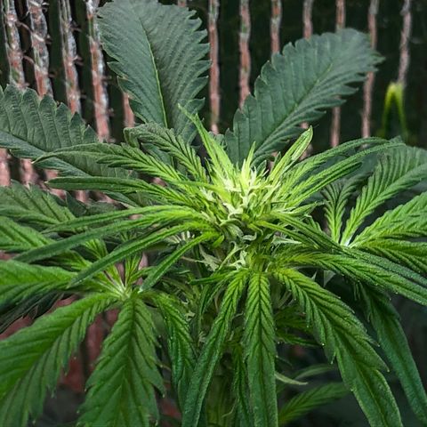 Bruce Banner auto 💪💚🌳👒🦚 growlog timeline photo