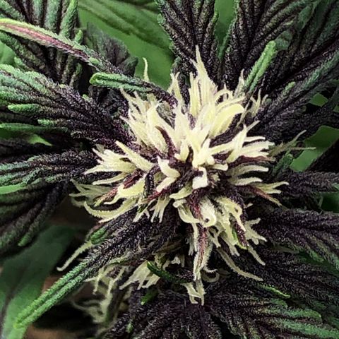 Pink kush CBD auto 🌸💞🌷🐷👙🦩 growlog timeline photo