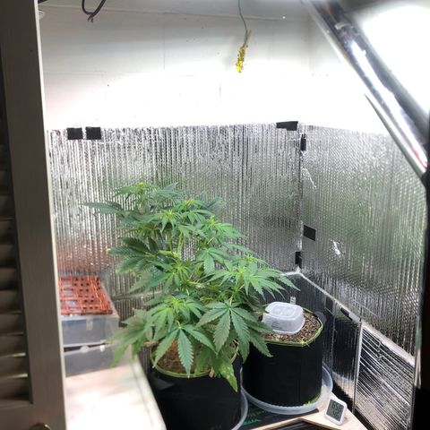 Bruce Banner auto 💪💚🌳👒🦚 growlog timeline photo
