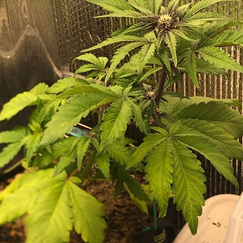 Pink kush CBD auto 🌸💞🌷🐷👙🦩 growlog timeline photo