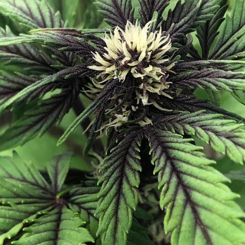 Pink kush CBD auto 🌸💞🌷🐷👙🦩 growlog timeline photo