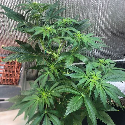 Bruce Banner auto 💪💚🌳👒🦚 growlog timeline photo