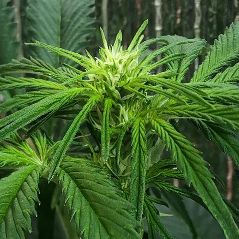Bruce Banner auto 💪💚🌳👒🦚 growlog timeline photo