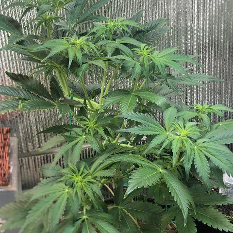 Bruce Banner auto 💪💚🌳👒🦚 growlog timeline photo