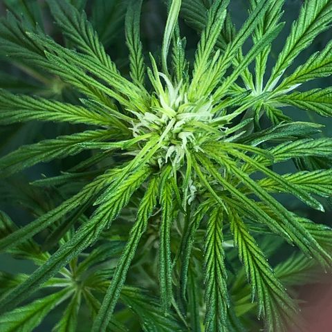 Bruce Banner auto 💪💚🌳👒🦚 growlog timeline photo