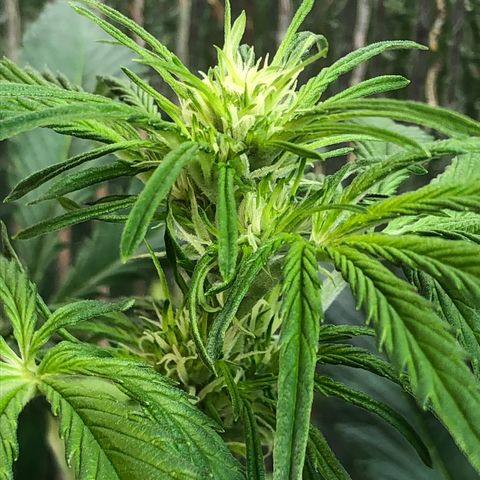 Bruce Banner auto 💪💚🌳👒🦚 growlog timeline photo