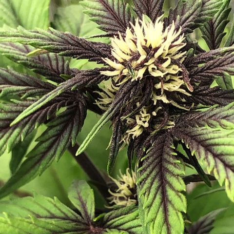 Pink kush CBD auto 🌸💞🌷🐷👙🦩 growlog timeline photo