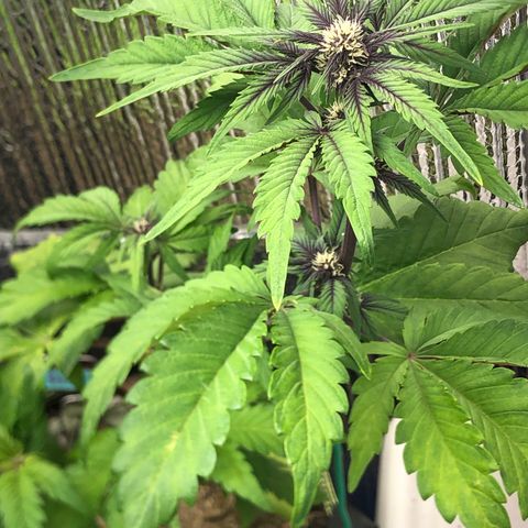 Pink kush CBD auto 🌸💞🌷🐷👙🦩 growlog timeline photo