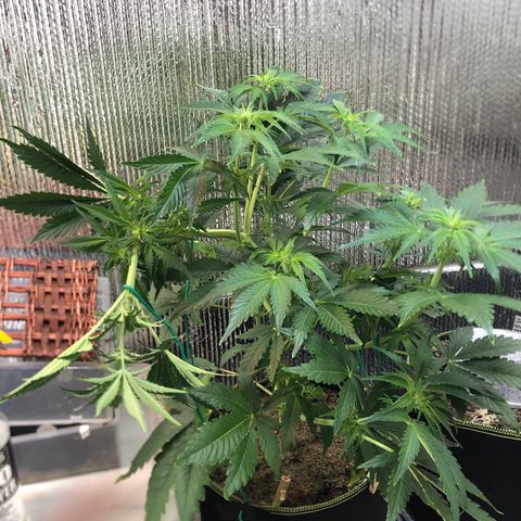 Bruce Banner auto 💪💚🌳👒🦚 growlog timeline photo