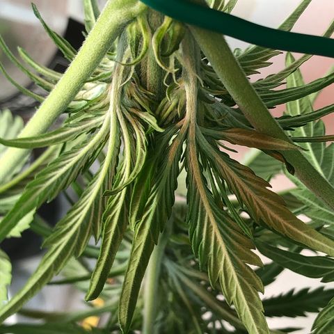 Bruce Banner auto 💪💚🌳👒🦚 growlog timeline photo