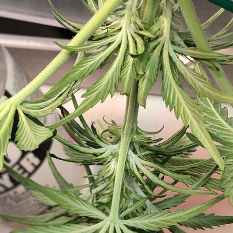 Bruce Banner auto 💪💚🌳👒🦚 growlog timeline photo