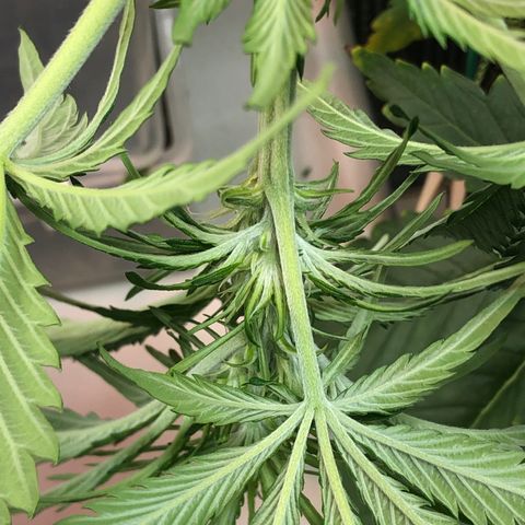 Bruce Banner auto 💪💚🌳👒🦚 growlog photo: Bruce’s big beautiful bud from below 