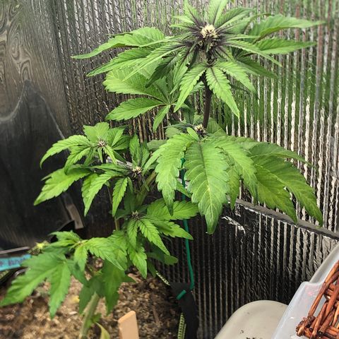 Pink kush CBD auto 🌸💞🌷🐷👙🦩 growlog timeline photo