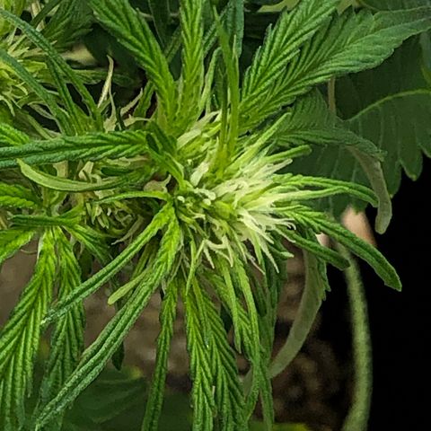 Bruce Banner auto 💪💚🌳👒🦚 growlog photo: Turning towards the light 