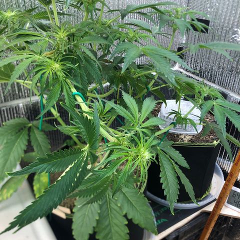 Bruce Banner auto 💪💚🌳👒🦚 growlog photo: Turning towards the light 