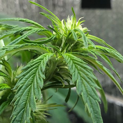 Bruce Banner auto 💪💚🌳👒🦚 growlog timeline photo