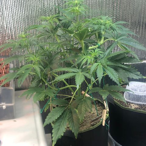 Bruce Banner auto 💪💚🌳👒🦚 growlog timeline photo