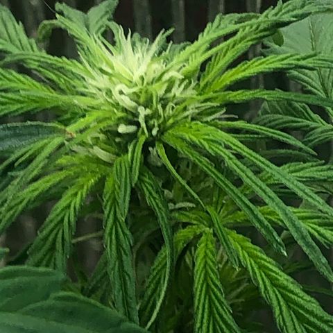 Bruce Banner auto 💪💚🌳👒🦚 growlog timeline photo