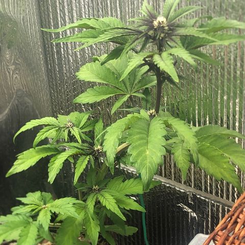 Pink kush CBD auto 🌸💞🌷🐷👙🦩 growlog timeline photo