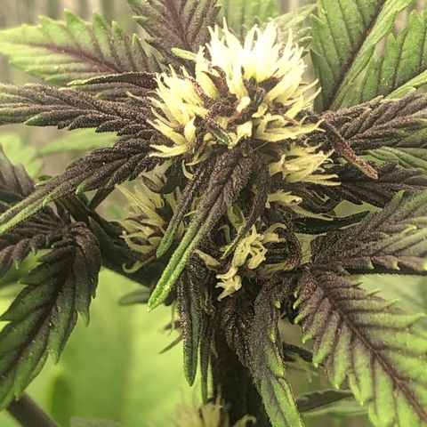 Pink kush CBD auto 🌸💞🌷🐷👙🦩 growlog timeline photo