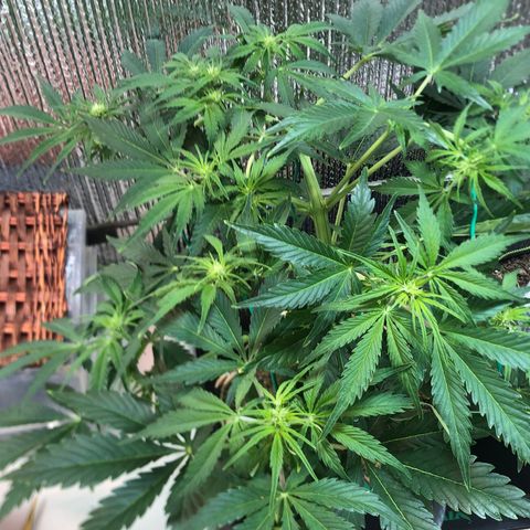 Bruce Banner auto 💪💚🌳👒🦚 growlog timeline photo