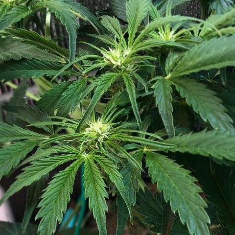Bruce Banner auto 💪💚🌳👒🦚 growlog timeline photo