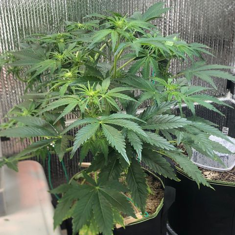 Bruce Banner auto 💪💚🌳👒🦚 growlog timeline photo