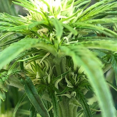 Bruce Banner auto 💪💚🌳👒🦚 growlog timeline photo