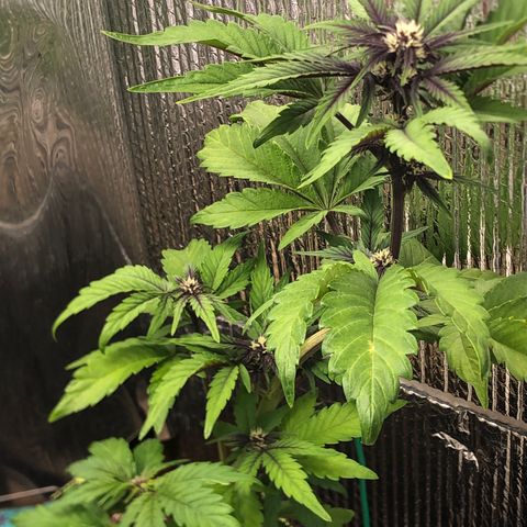 Pink kush CBD auto 🌸💞🌷🐷👙🦩 growlog timeline photo