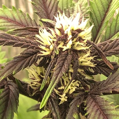 Pink kush CBD auto 🌸💞🌷🐷👙🦩 growlog timeline photo