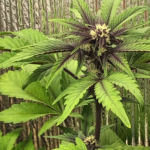 Pink kush CBD auto 🌸💞🌷🐷👙🦩 growlog timeline photo