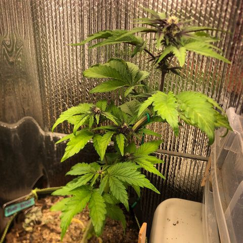 Pink kush CBD auto 🌸💞🌷🐷👙🦩 growlog timeline photo