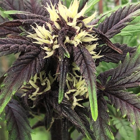 Pink kush CBD auto 🌸💞🌷🐷👙🦩 growlog timeline photo