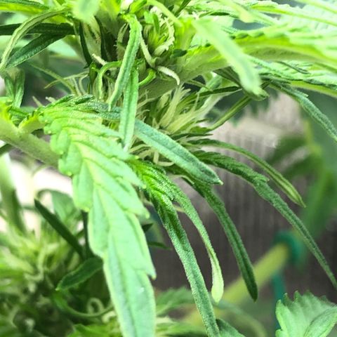 Bruce Banner auto 💪💚🌳👒🦚 growlog timeline photo